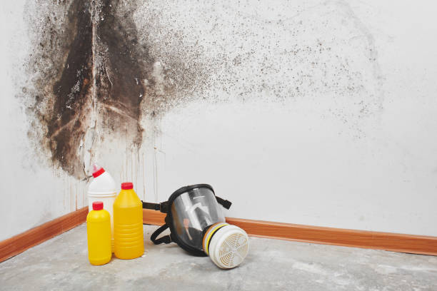 Office Mold Removal Services in Sierra Vista, AZ