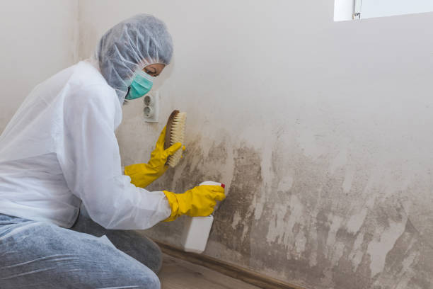 Crawl Space Mold Removal in Sierra Vista, AZ