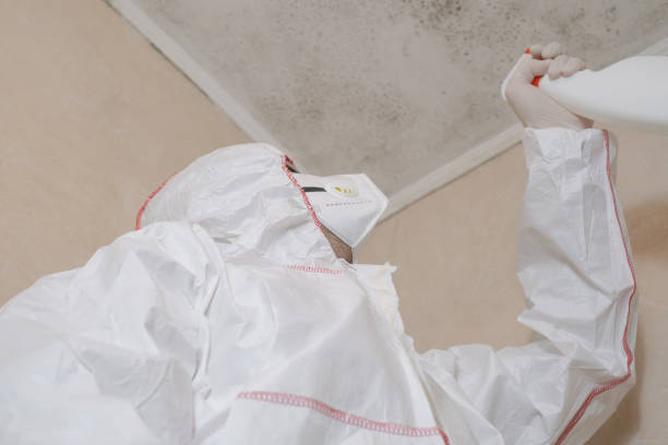 Attic Mold Removal in Sierra Vista, AZ