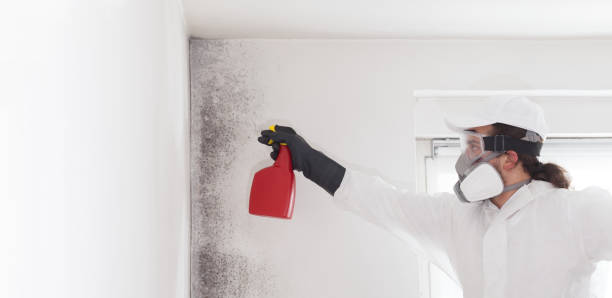 Professional Mold Removal in Sierra Vista, AZ