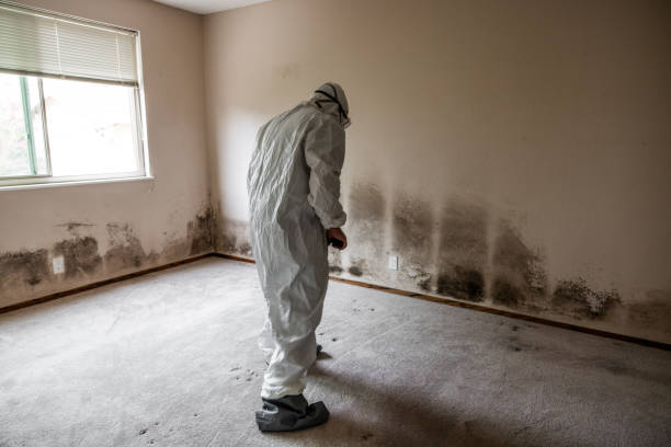 Best Residential Mold Removal  in Sierra Vista, AZ