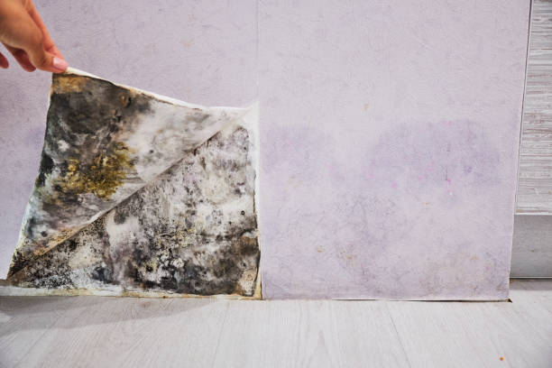 Best Mold Cleaning Services  in Sierra Vista, AZ